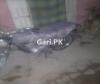 Honda CG 125 2004 for Sale in Lahore