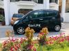 Daihatsu Move  2013 For Sale in Lahore