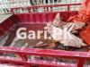 Siwa Rickshaw  2020 For Sale in Shah Khalid Colony